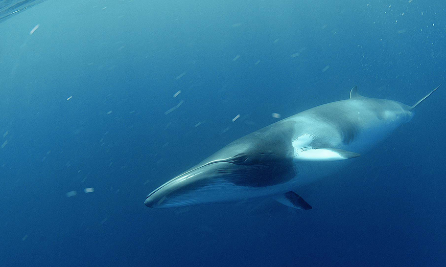 Japón reanuda la caza comercial de ballenas