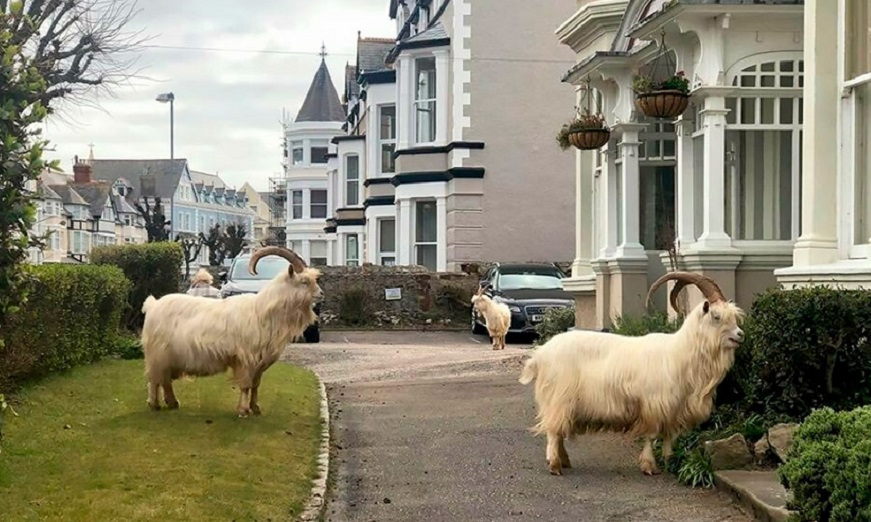 Por la cuarentena, animales salvajes pasean por las ciudades del mundo