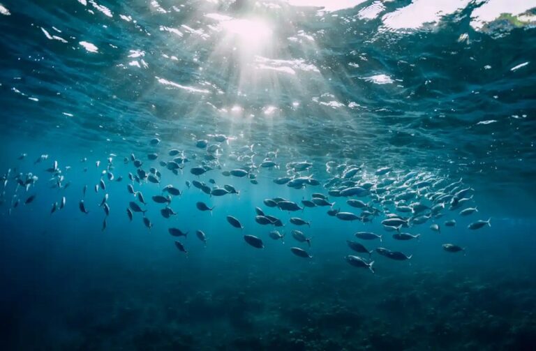 Biodiversidad: Histórico acuerdo protegerá los océanos