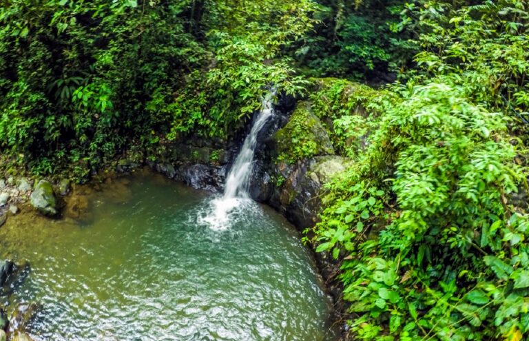 Ecuador protegerá 65.000 hectáreas de bosques nativos
