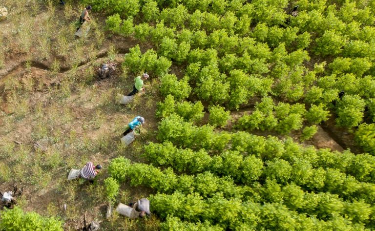 Colombia: La producción de cocaína aumentó más del 50%